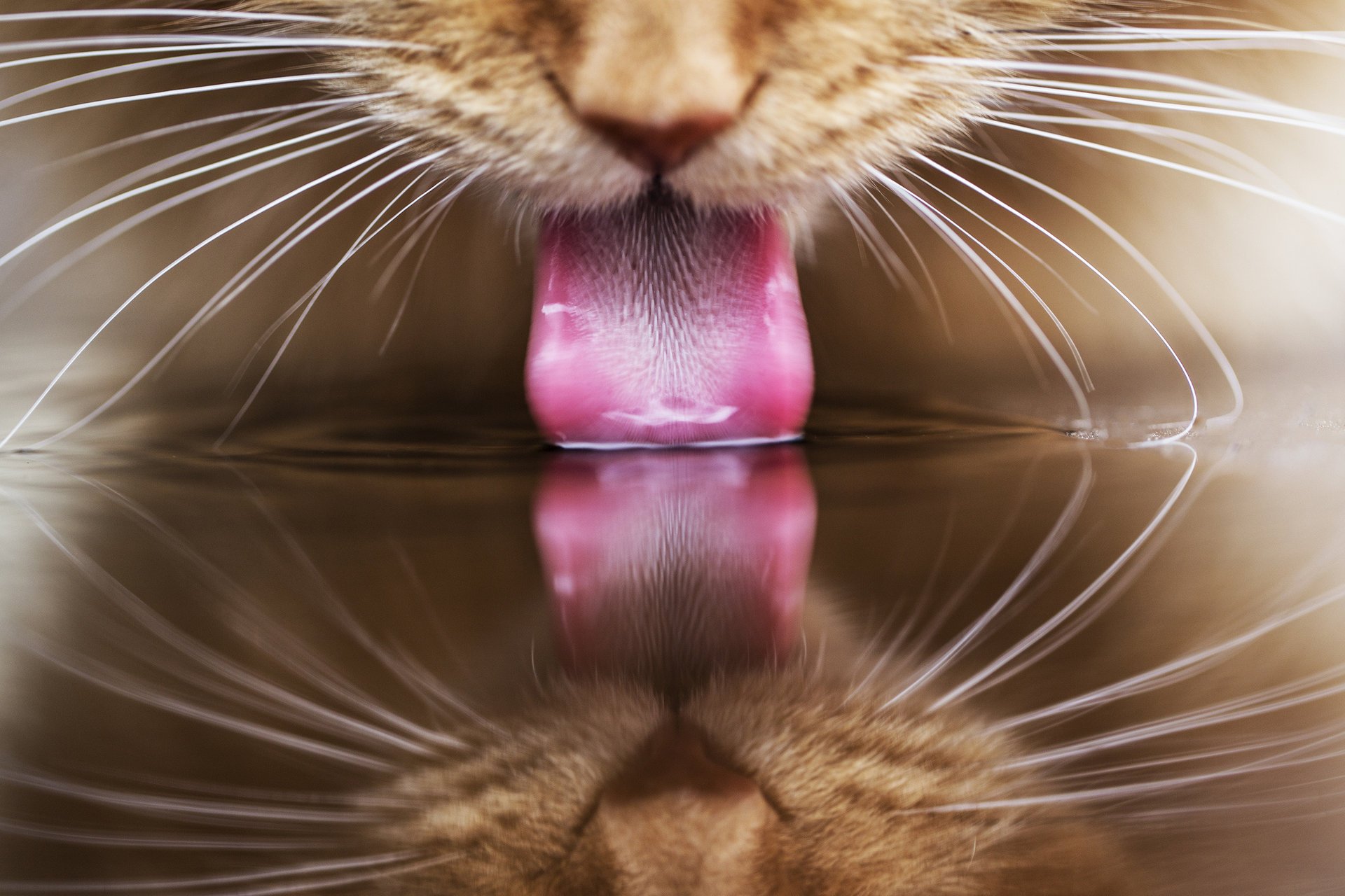 пьет вода кот рыжий кошка отражение язык