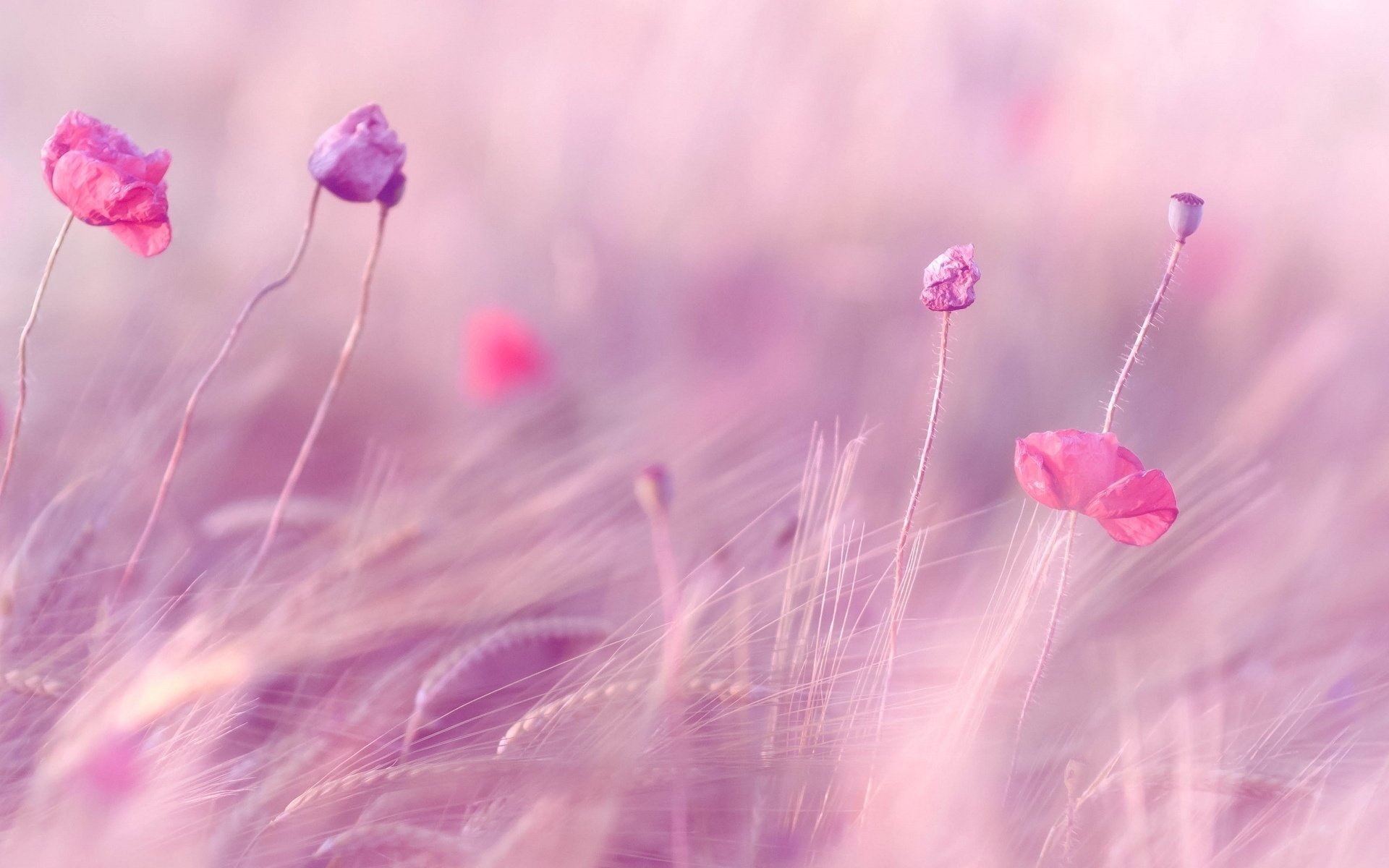 поле колосья цветочки цветы розовый пшеница рожь