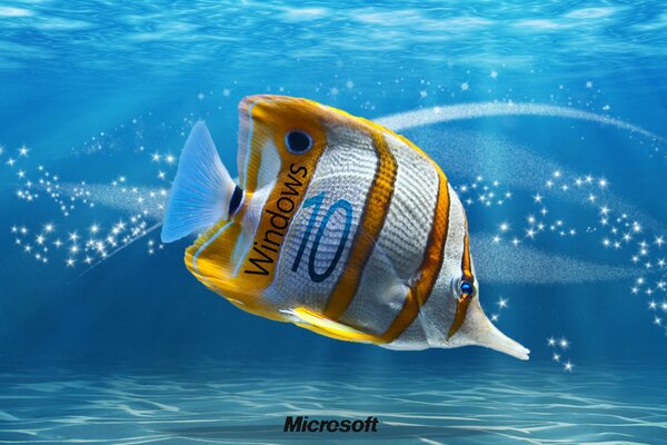 Ocean, ryby. Tapety na Windows 10
