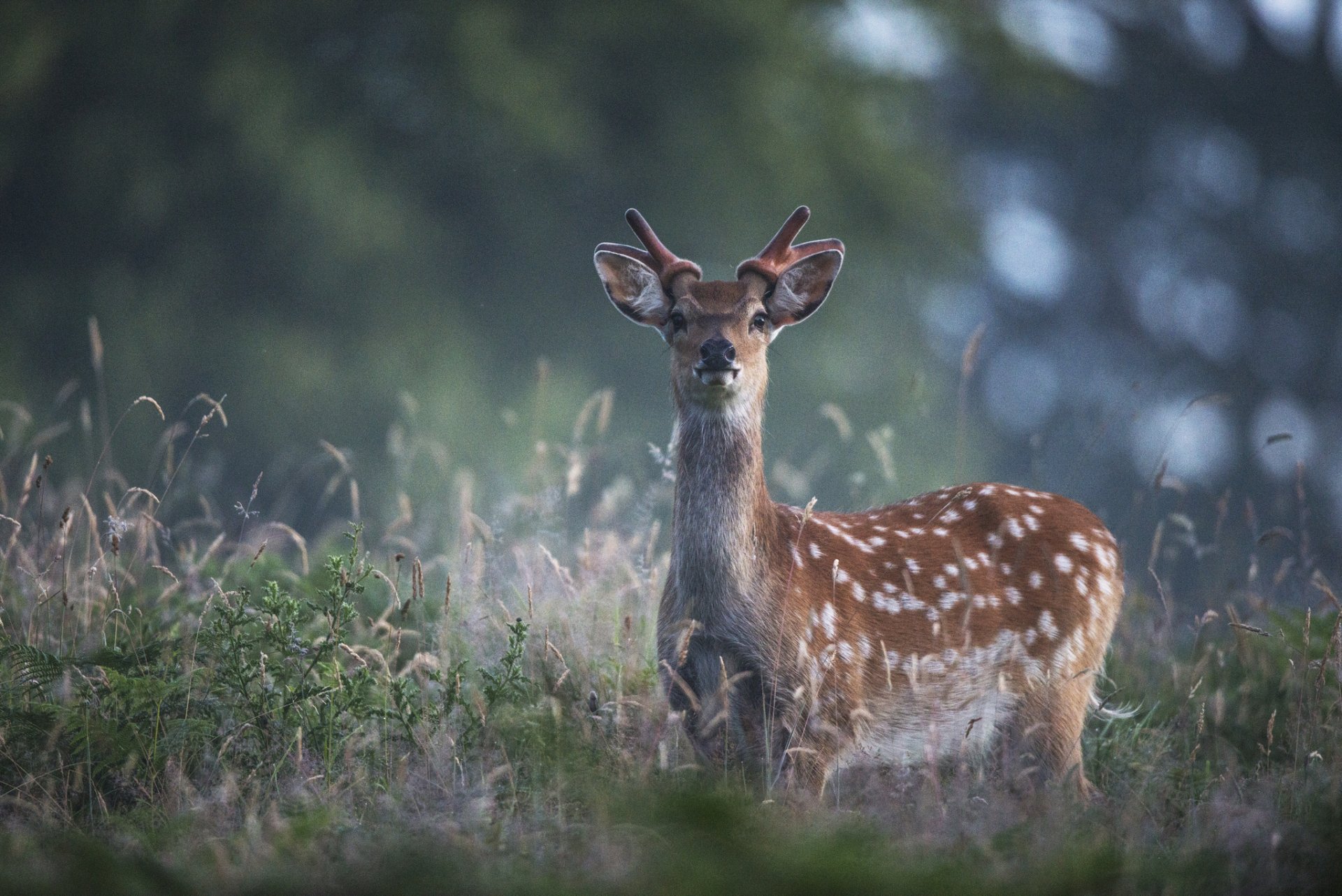 jeleń. natura blask trawa
