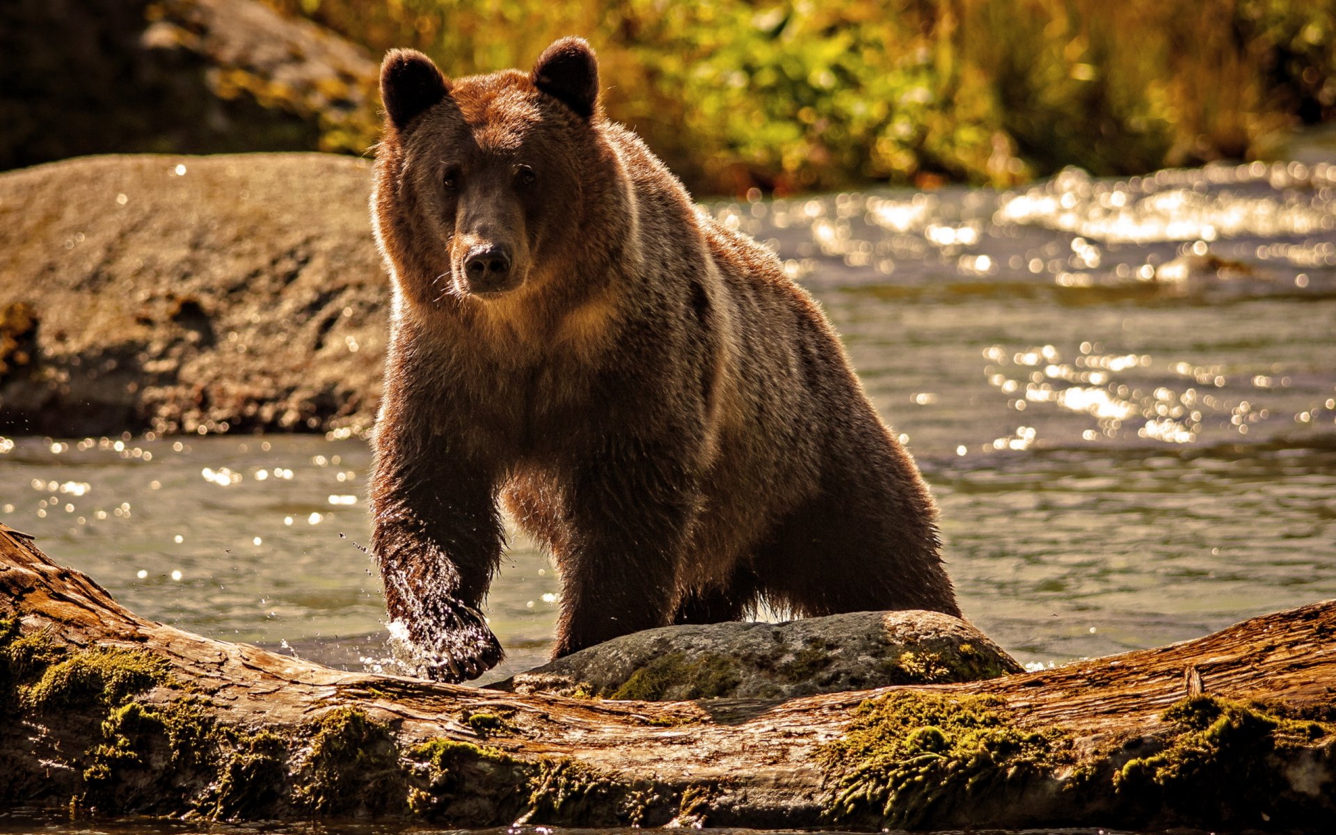 niedźwiedź woda rzeka natura