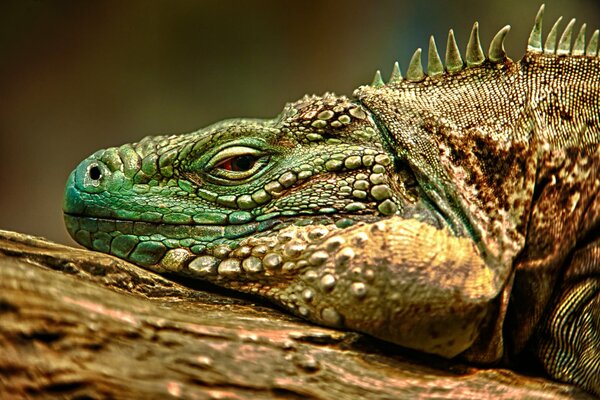 Iguana opalająca