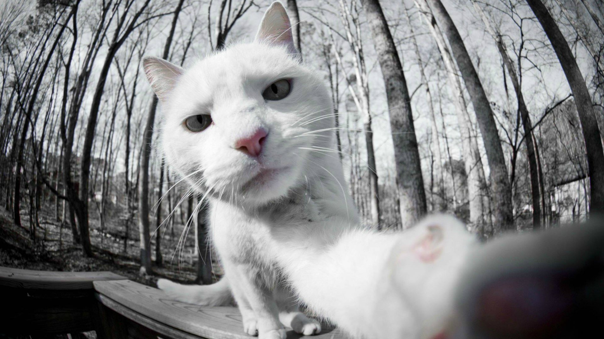 selfie kot biały zdjęcia na aparat