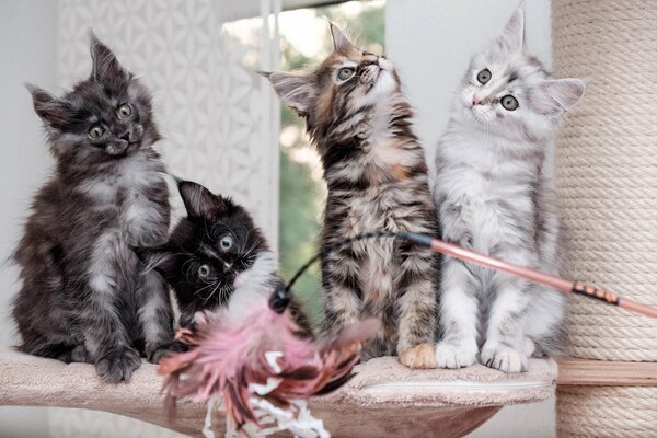 Różne kocięta rasy Maine Coon