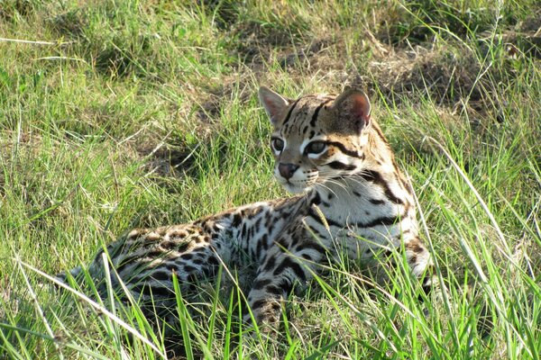 Ocelot w zielonej trawie. Drapieżnik. Fauna