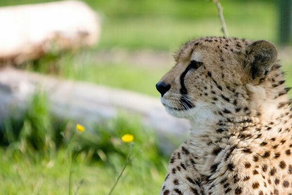 Mały gepard z bliska