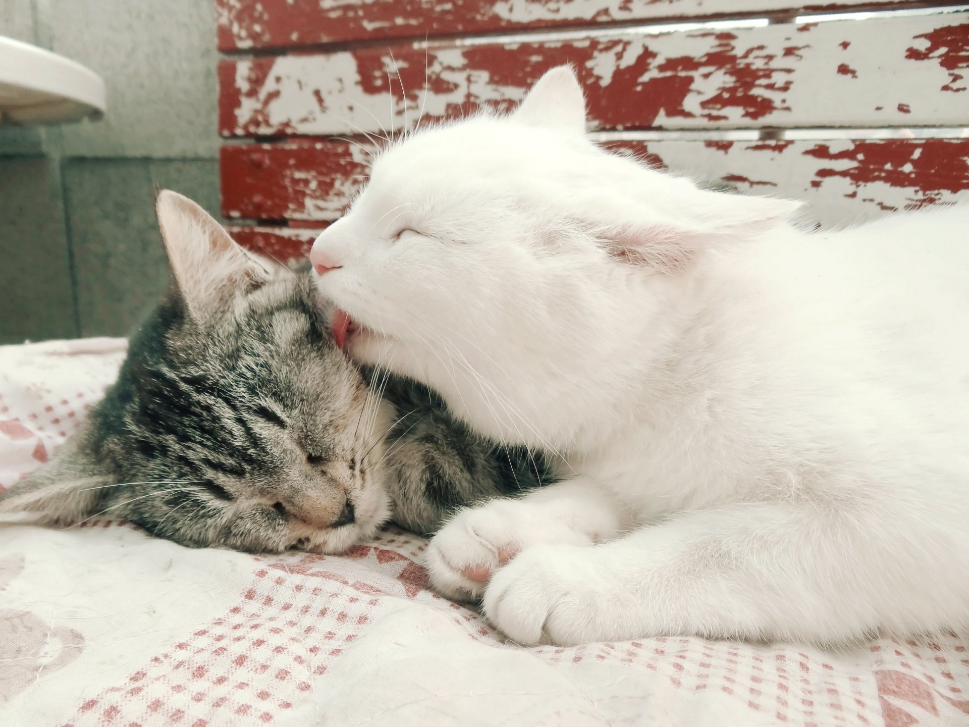 котики белый двое полосатый мимими