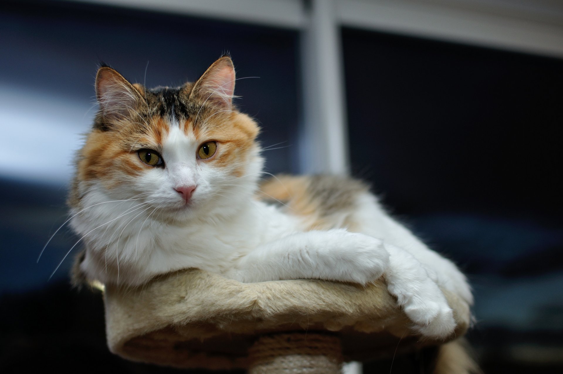 кот мордашка лежит