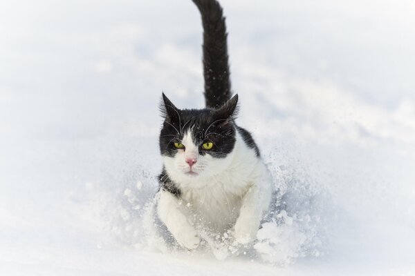 Kot biegnie zimą przez Zaspę śnieżną. ©tambako the jaguar