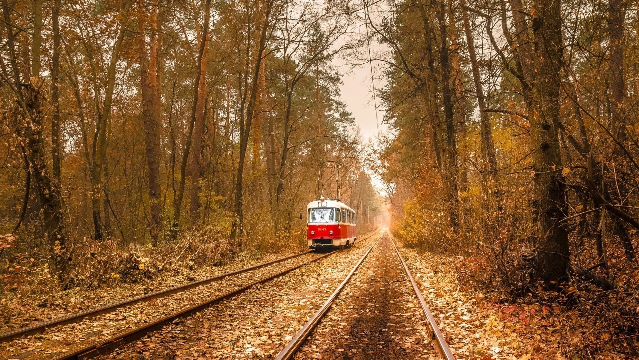 трамвай осень лес рельсы