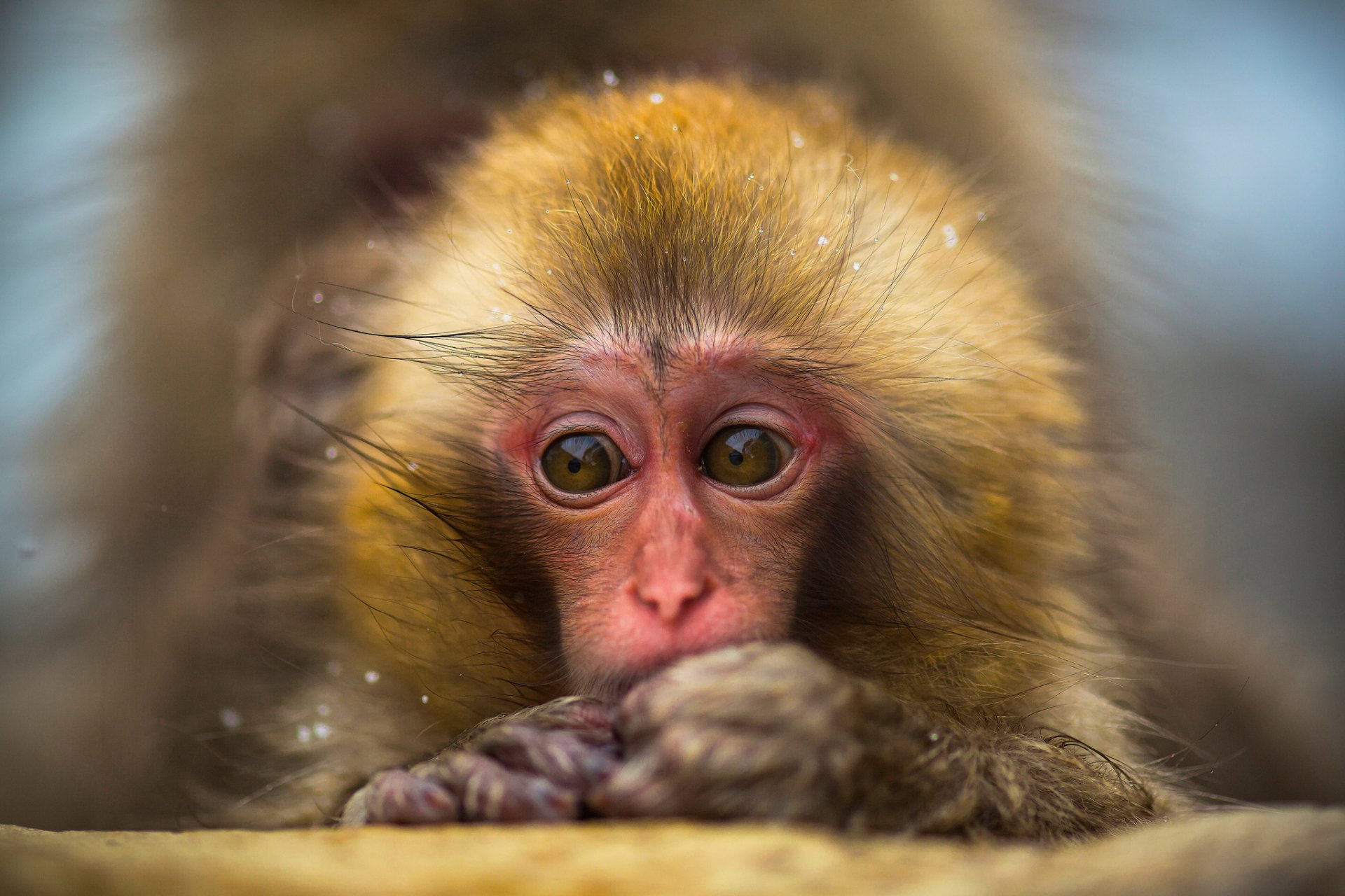 снежная обезьяна японский макак детеныш малыш портрет