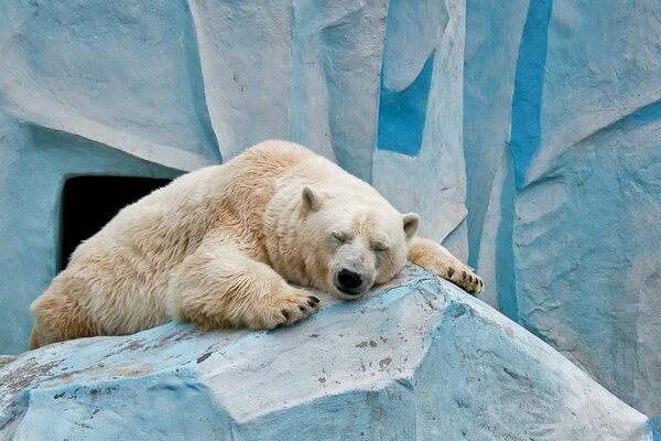 Niedźwiedź polarny a zoo śpi