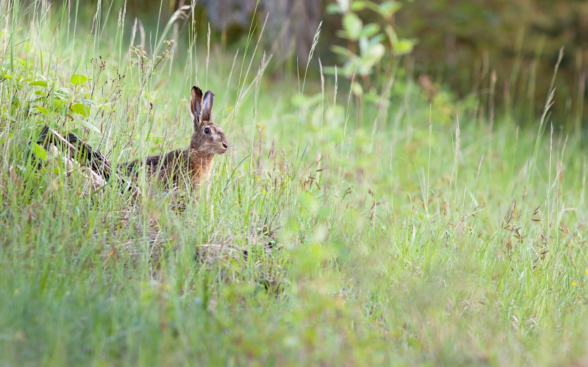 zając natura lato