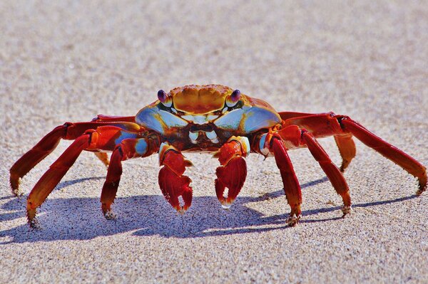 Kolorowy Krab na piasku