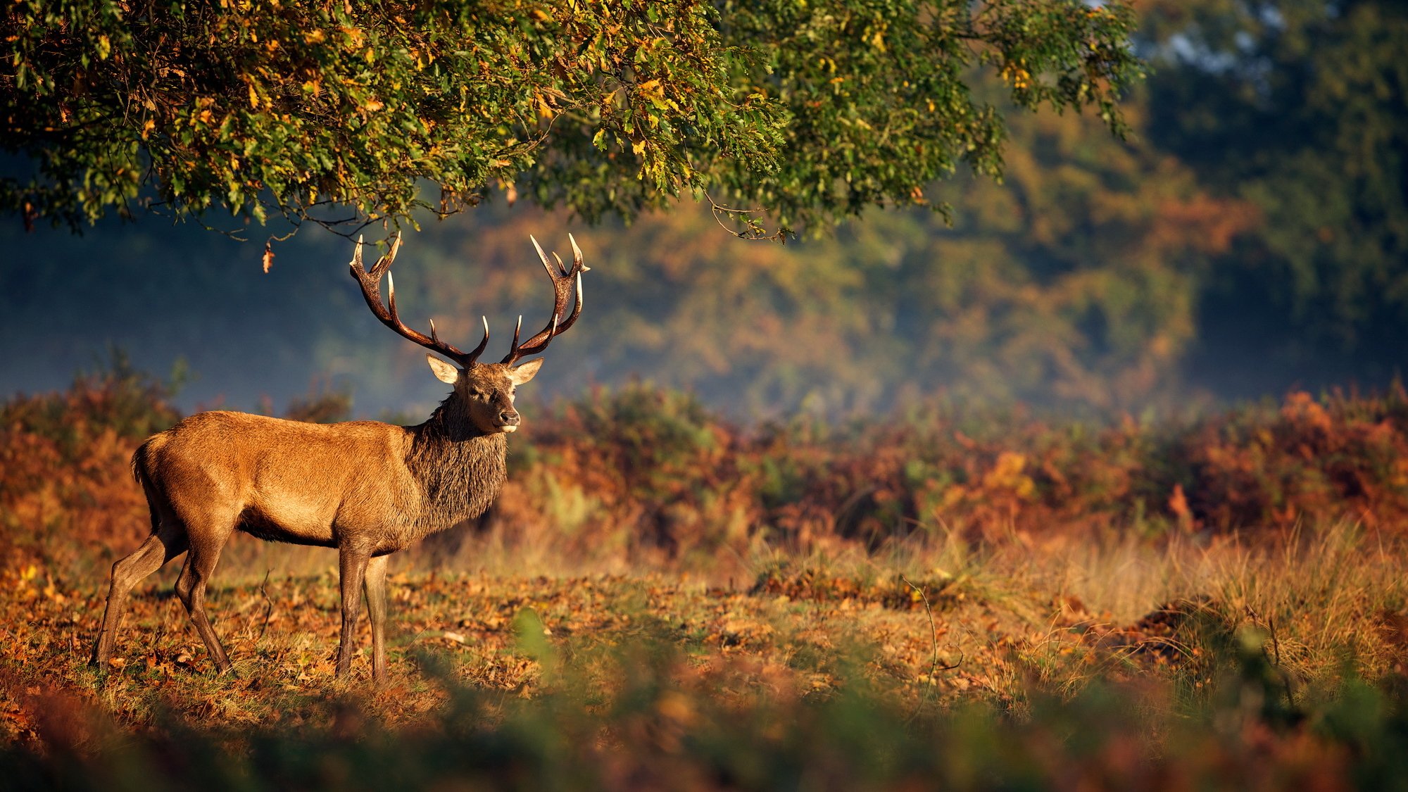 jeleń natura poroże zwierzęta