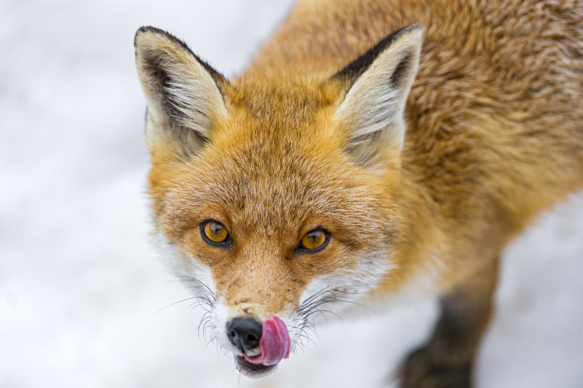 лиса морда язык лисица взгляд ©tambako the jaguar