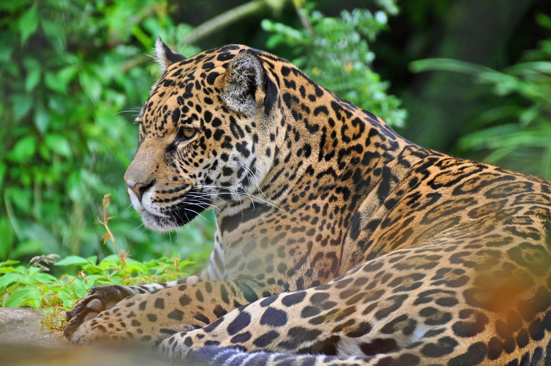 jaguar pysk drapieżnik żbik pantery onca