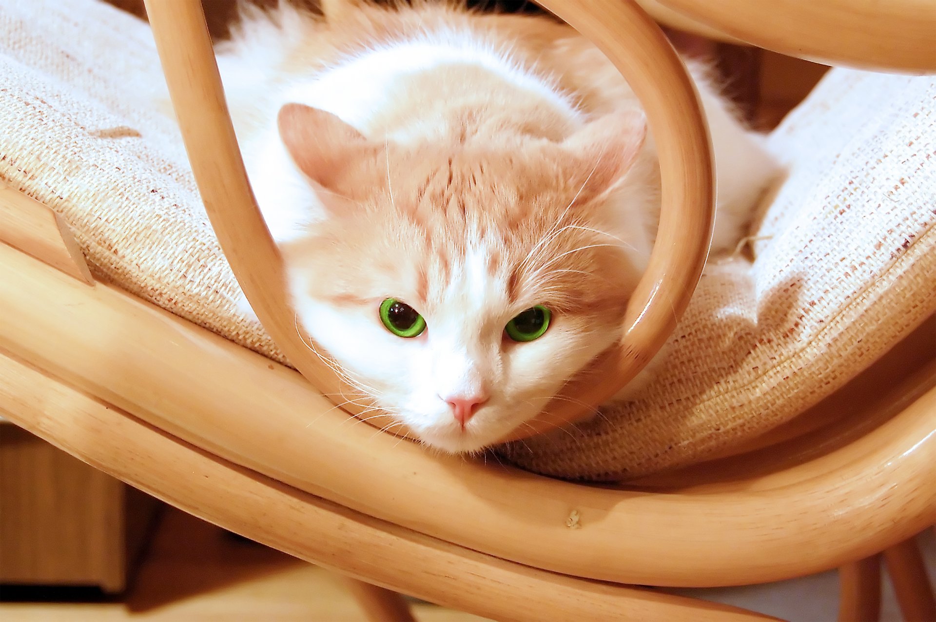 кот котенок зеленый глаза председатель кошка красивый стул