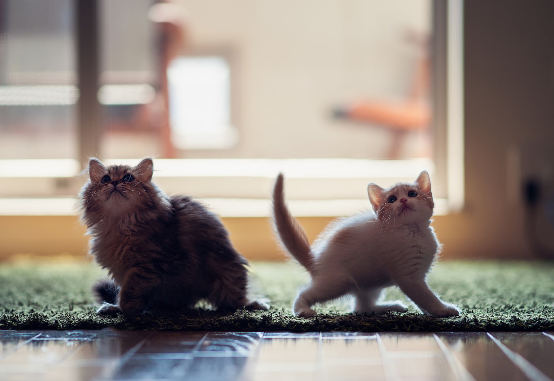 котята ханна дейзи © ben torode