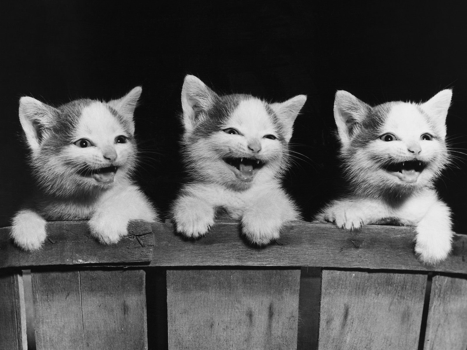 котята кошки доска
