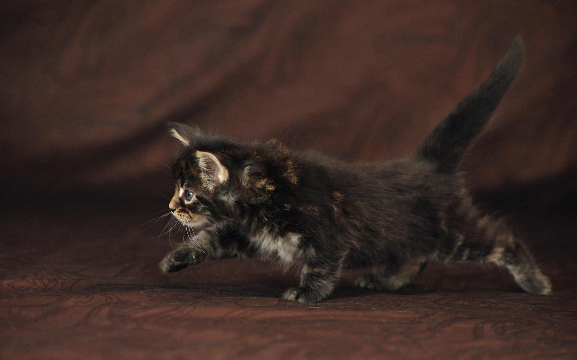 fluffy baby