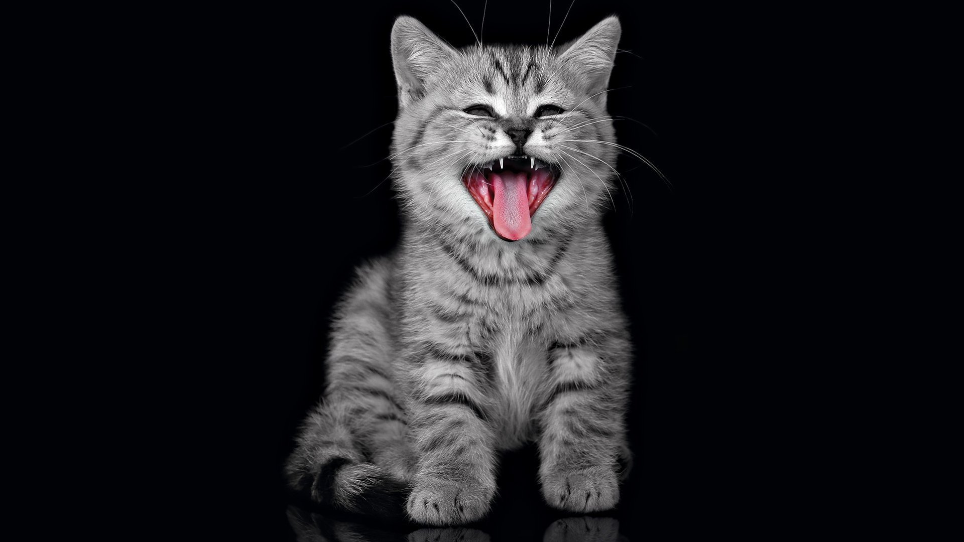 кошка котенок орёт
