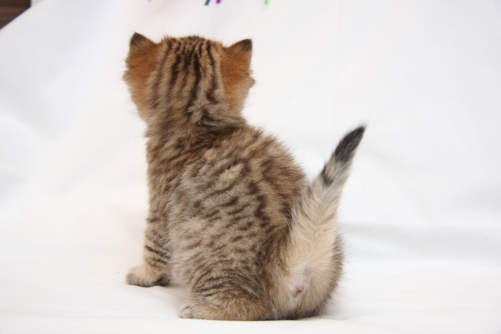 кот кошка котенок