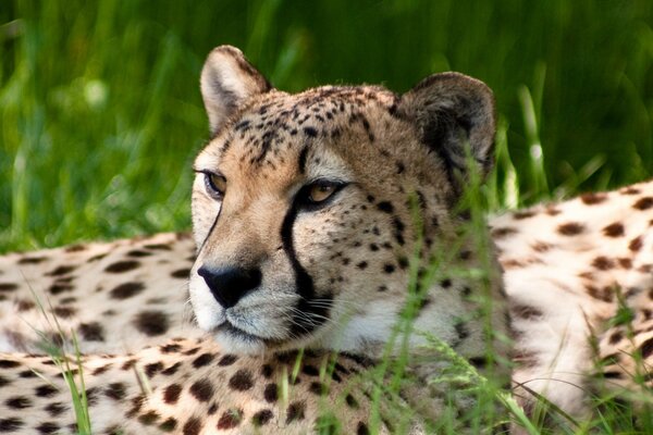 Dorosły gepard cieszy się słońcem w zielonej trawie