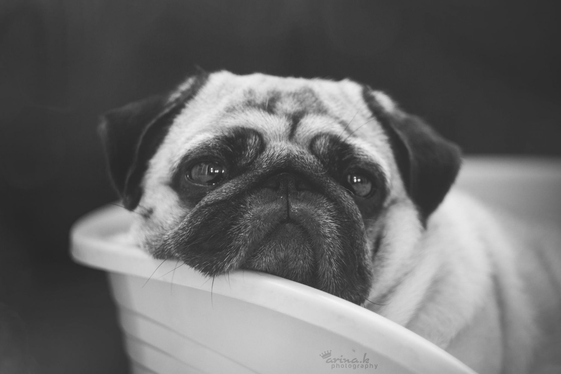 pies mops przyjaciel pysk