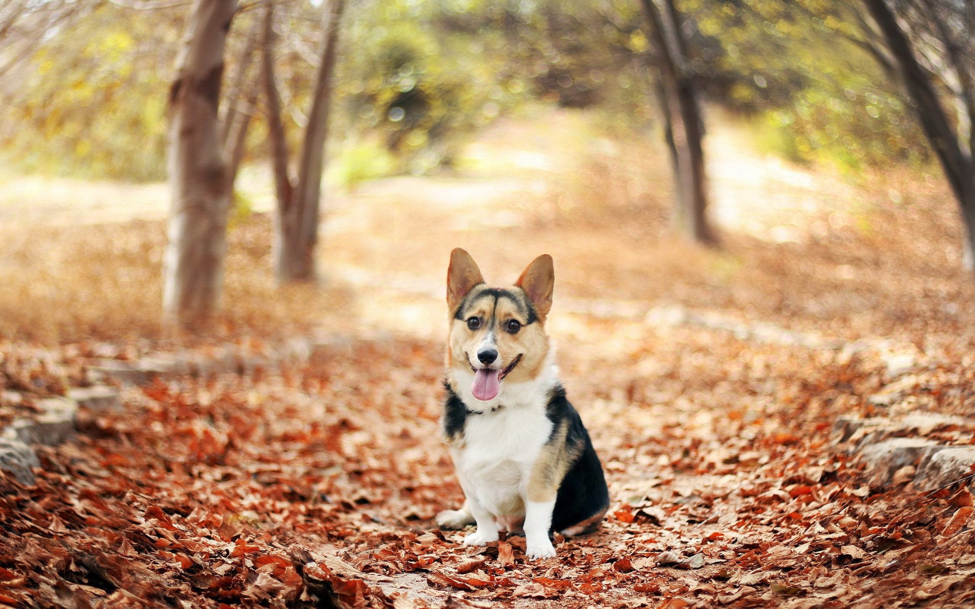 осень листва парк.welsh corgi вельш корги