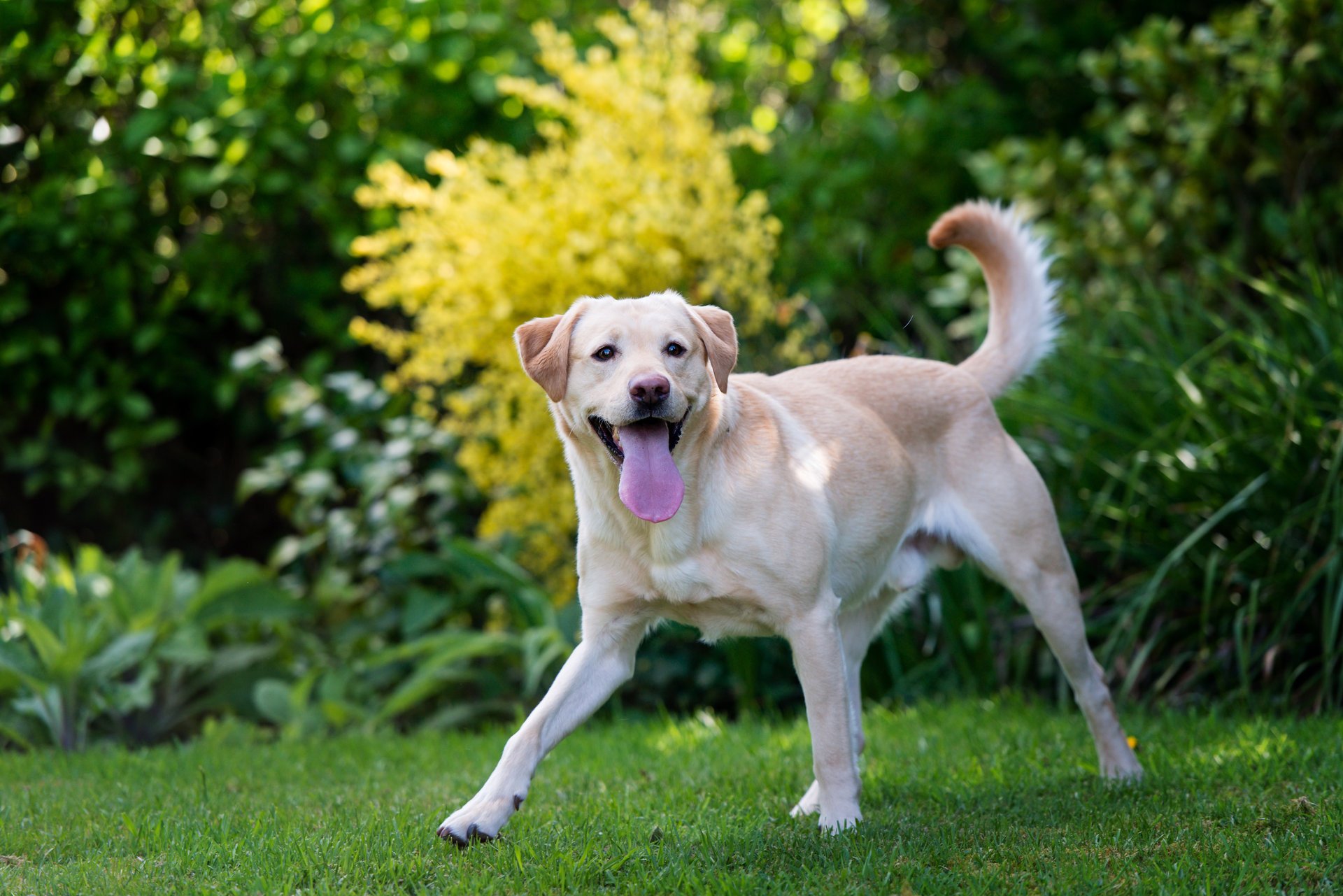 pies labrador trawa język