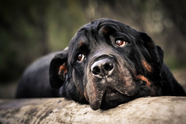 Pysk Rottweilera ze smutnymi glpzami