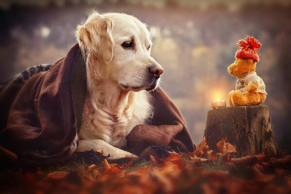 Собака смотрит на игрушку