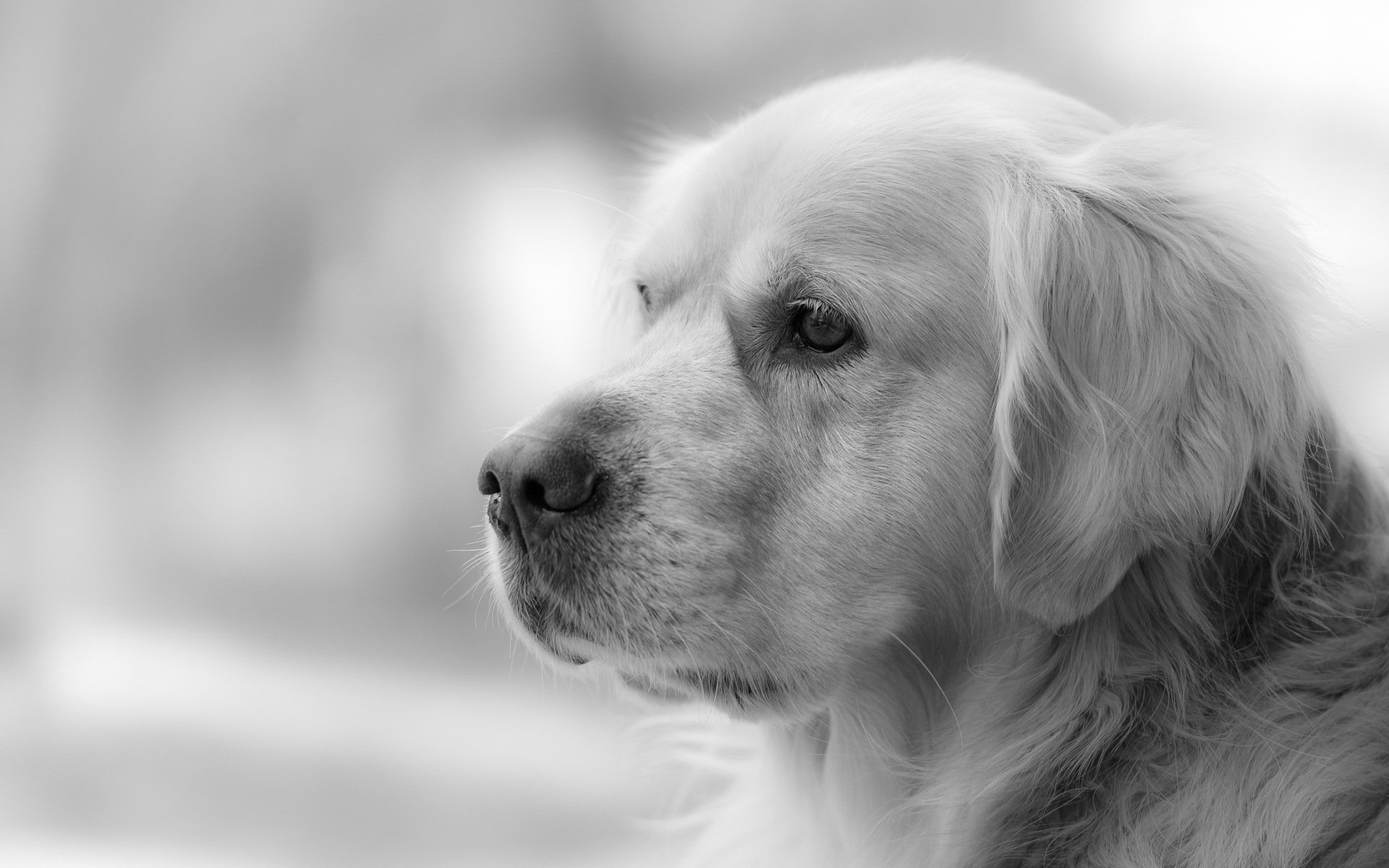 pies spojrzenie przyjaciel golden retriever