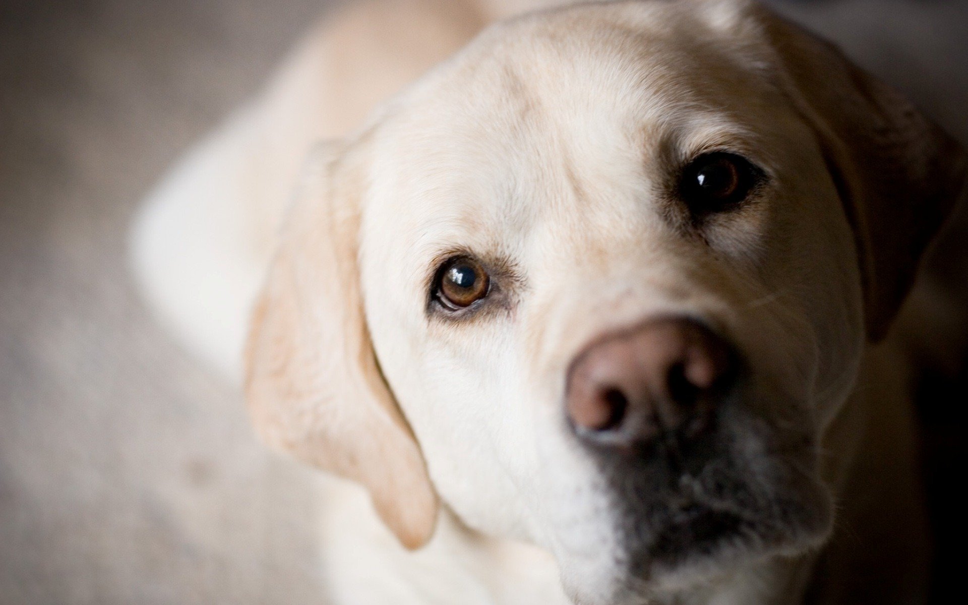 pies złoty labrador retriever kufa oczy nos
