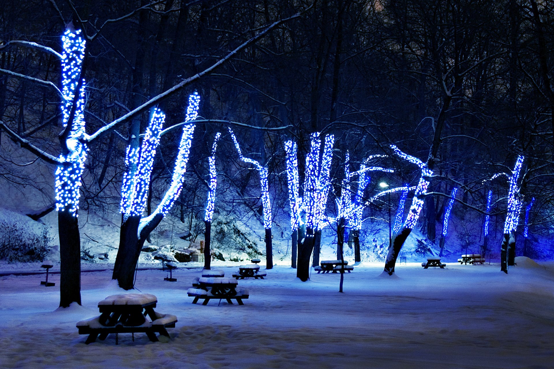 śnieg drzewa iluminacja