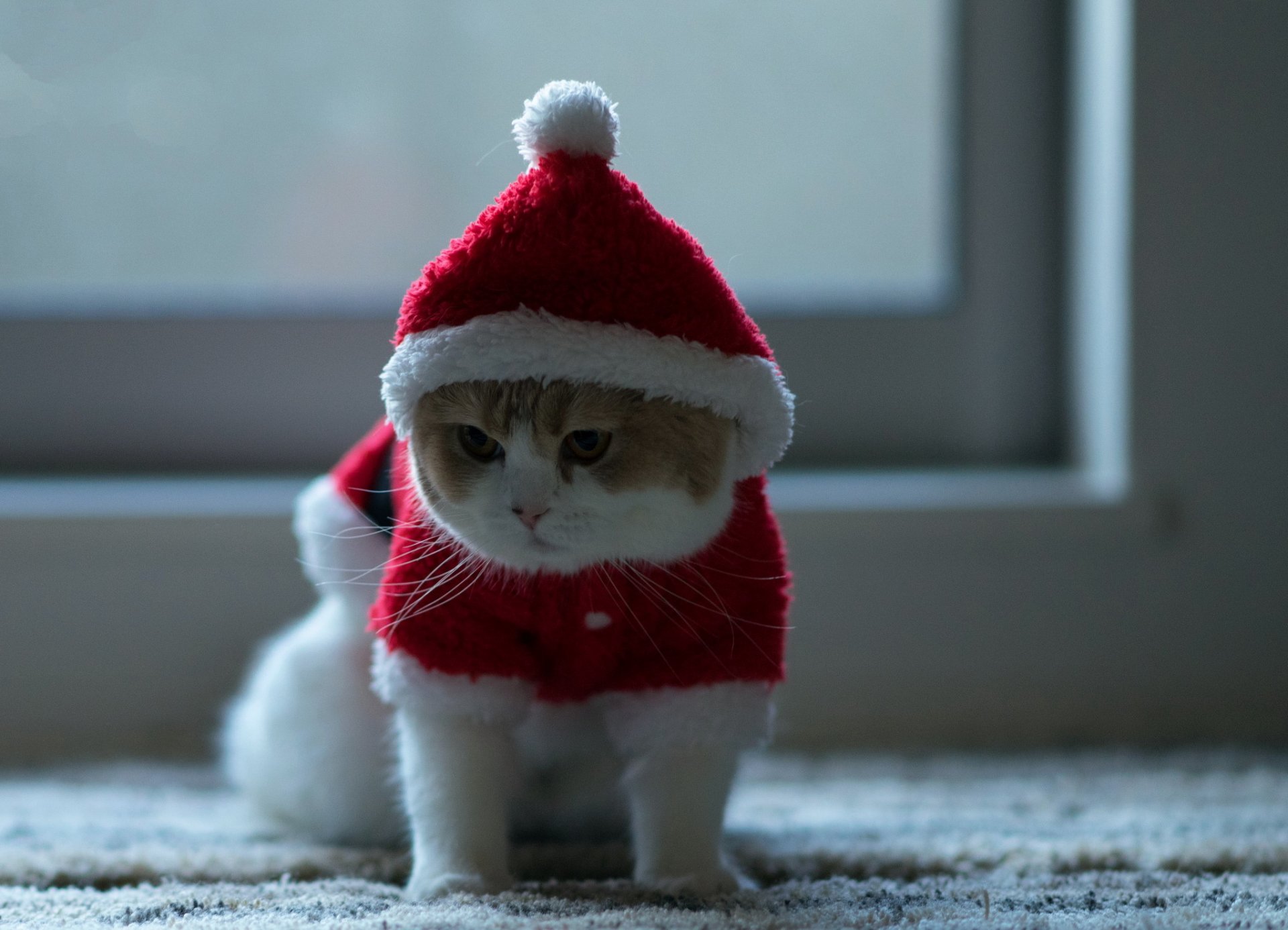 кошка взгляд фон