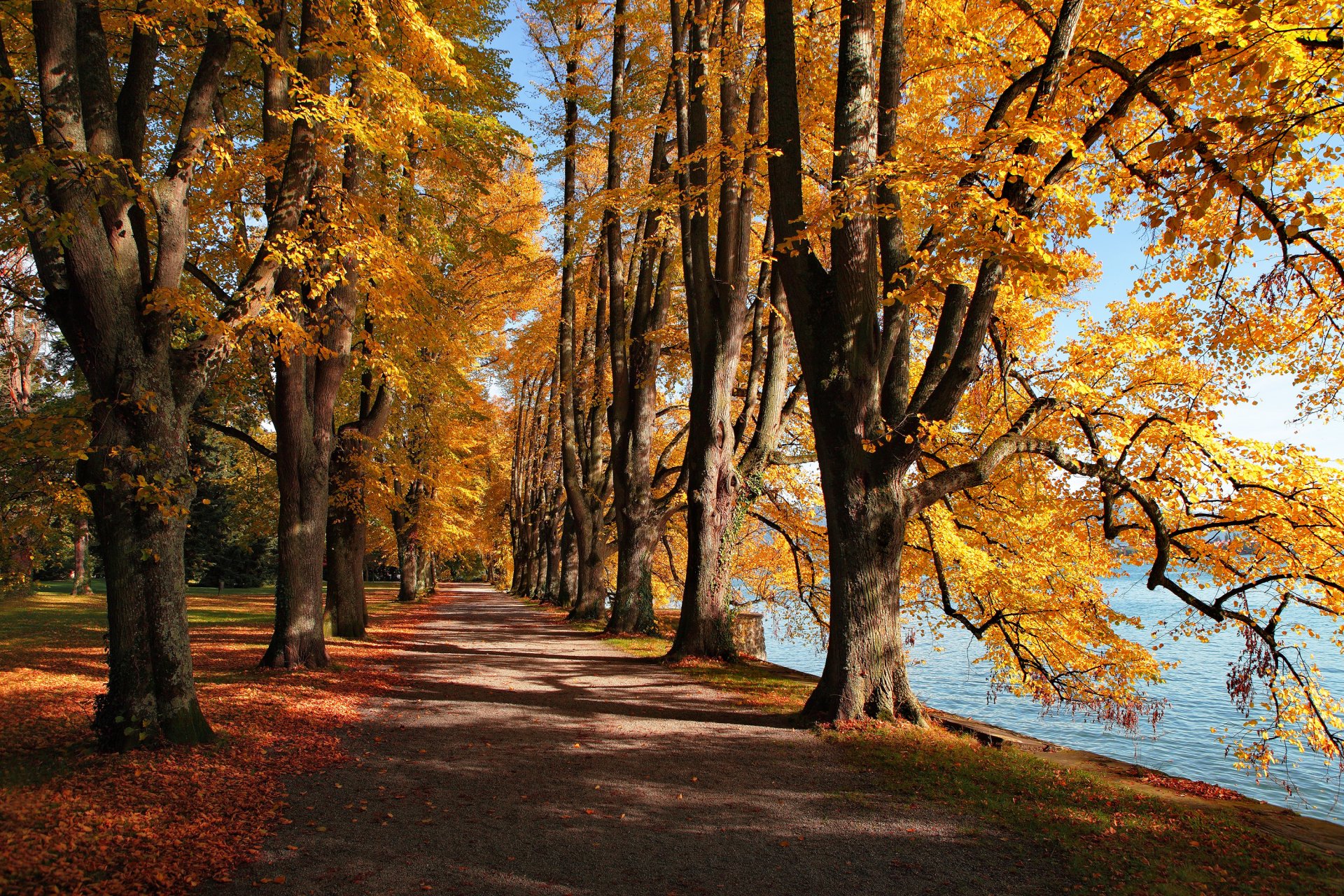 jezioro jesień liście park