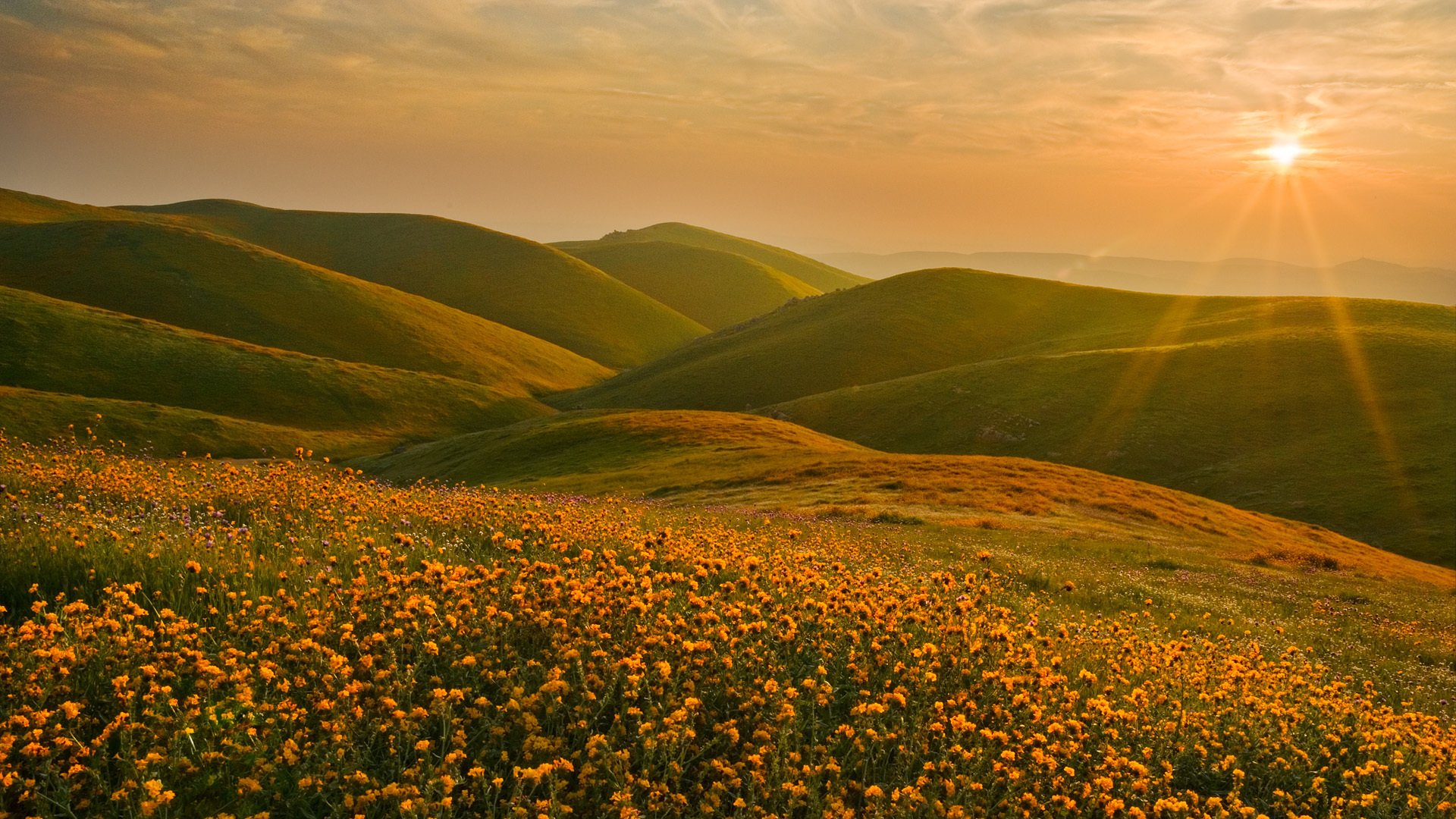 сьерра-невада калифорния пейзаж холмы цветы солнце закат