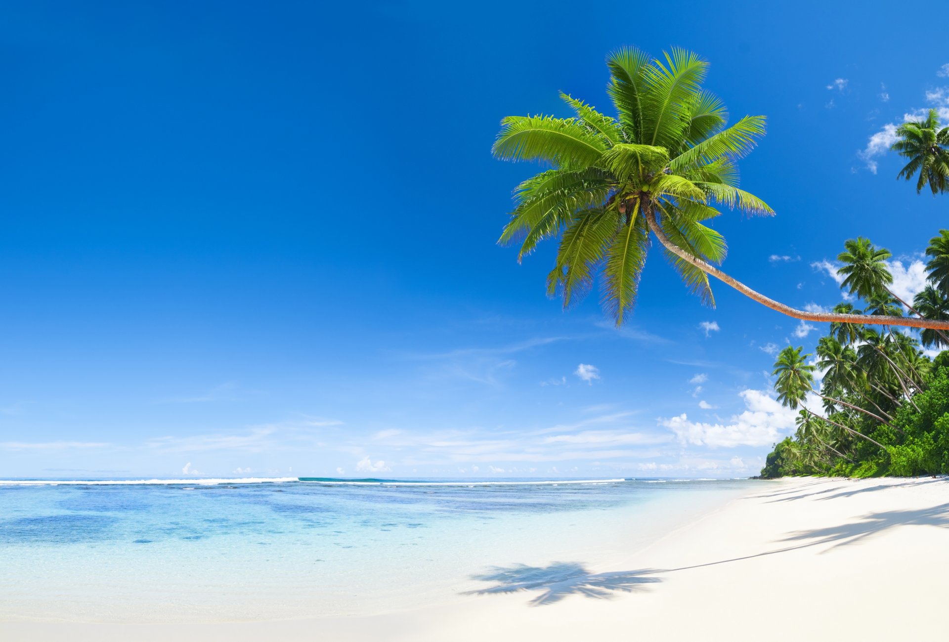 natura tropiki morze plaża palmy kokosy cień