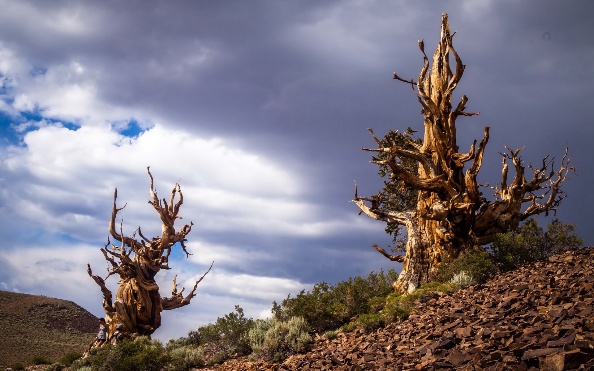 bristlecone sosny w górach białych inyo kalifornia