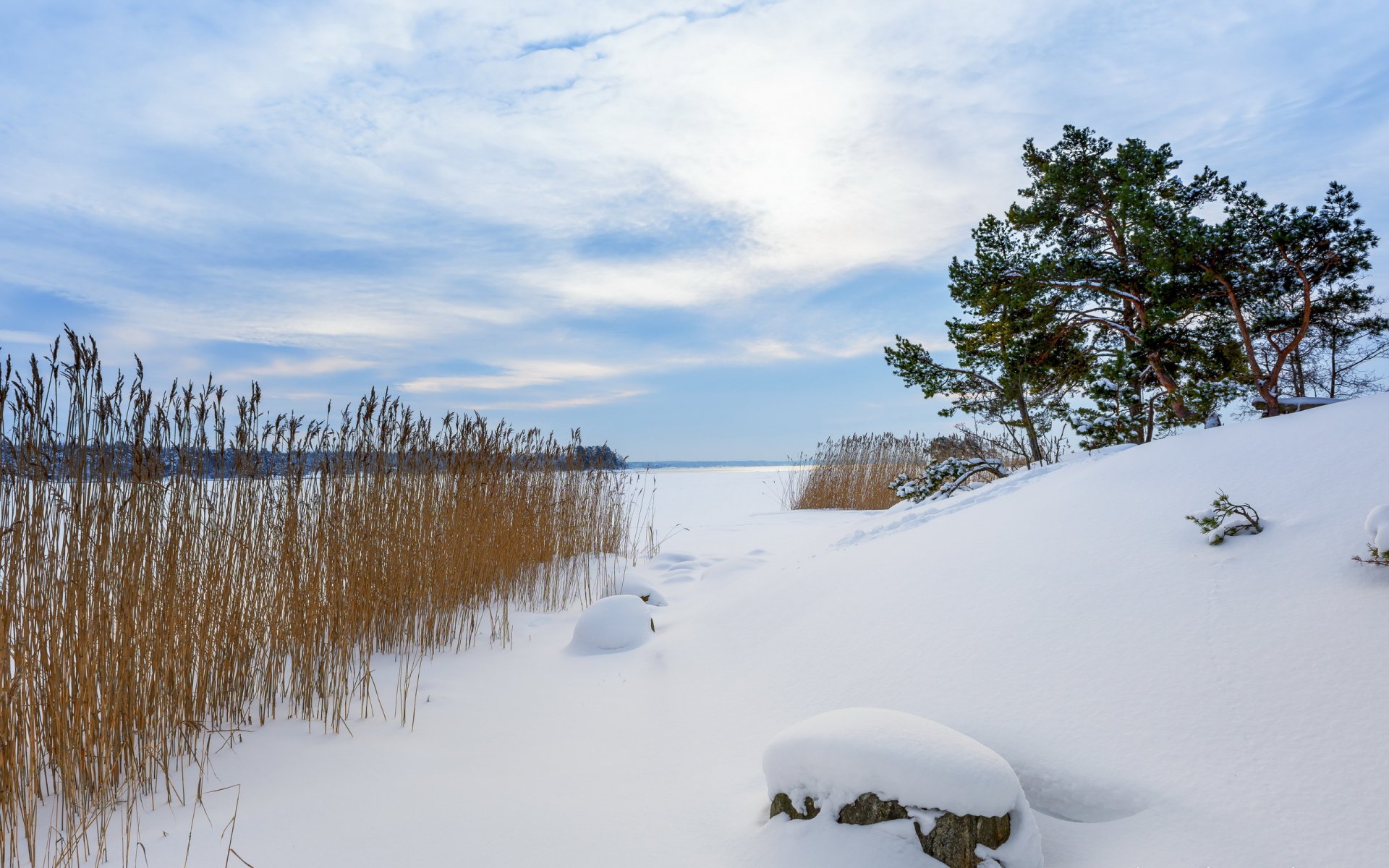 zima śnieg trzcina