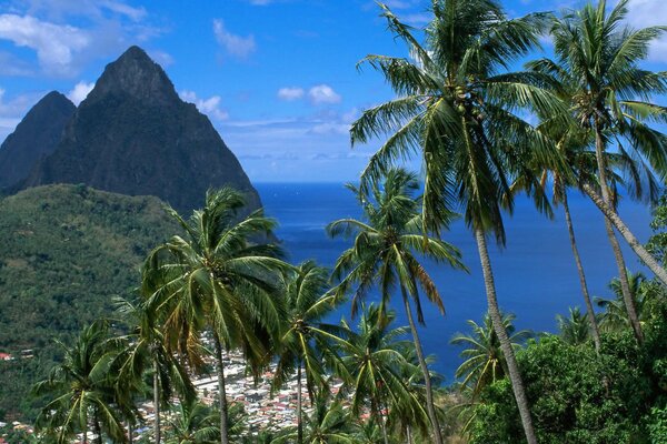 Caribbean Mountain Python w St. Lucia