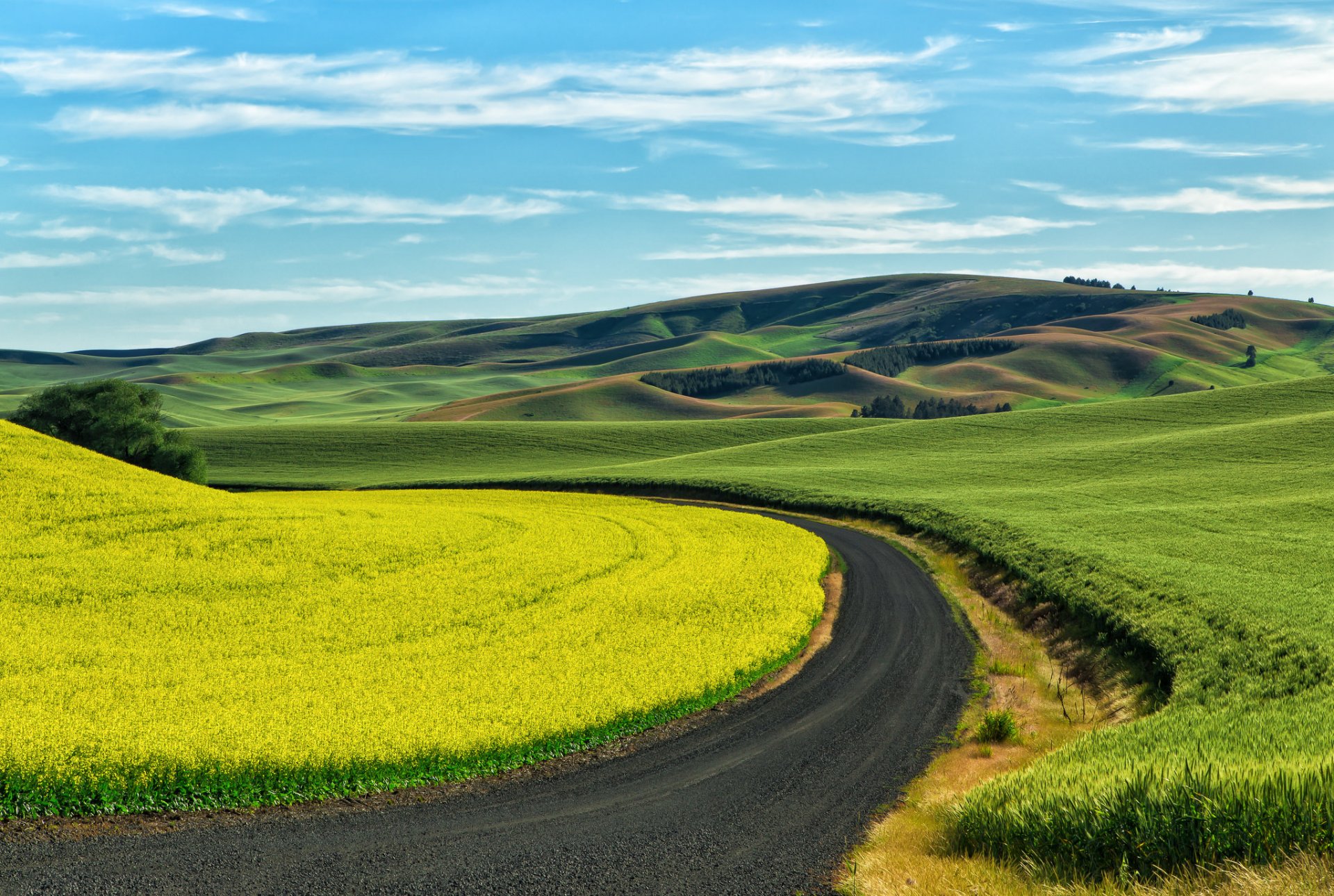 palouse юго-восточный вашингтон сша поля посевы пшеница рапс проселочная дорога